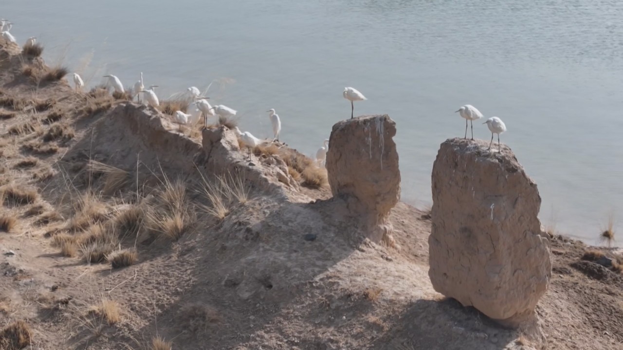 Migratory birds thrive at restored wetlands in NW China's Gansu
