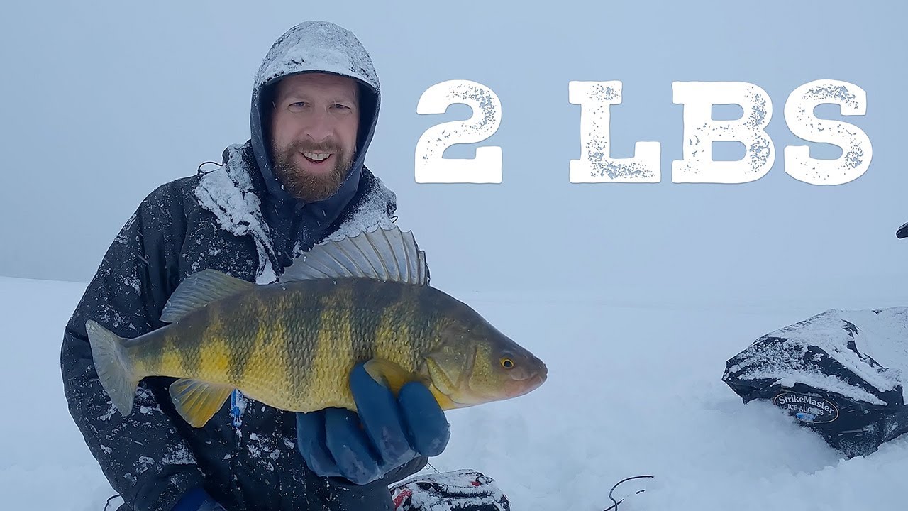 BLIZZARD JUMBOS — Ice Fishing for Giant Perch