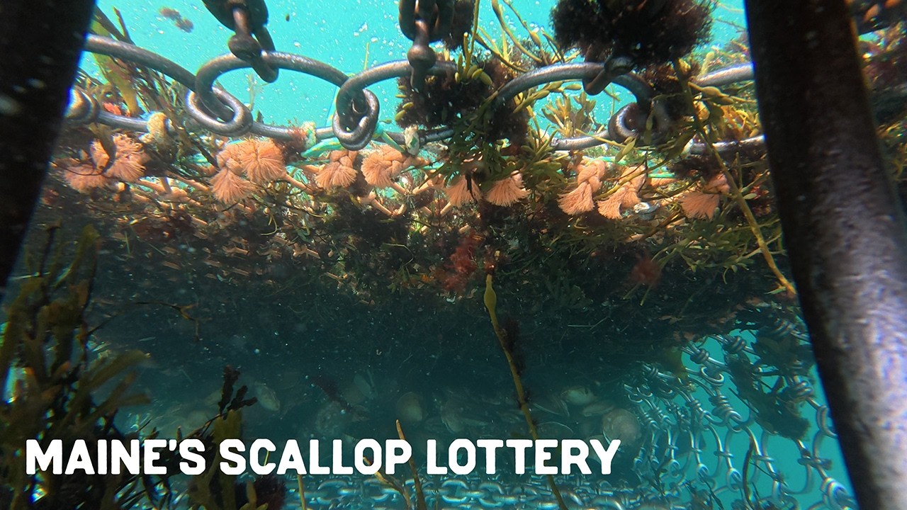 The bizarre lottery behind Maine's scallop fishery