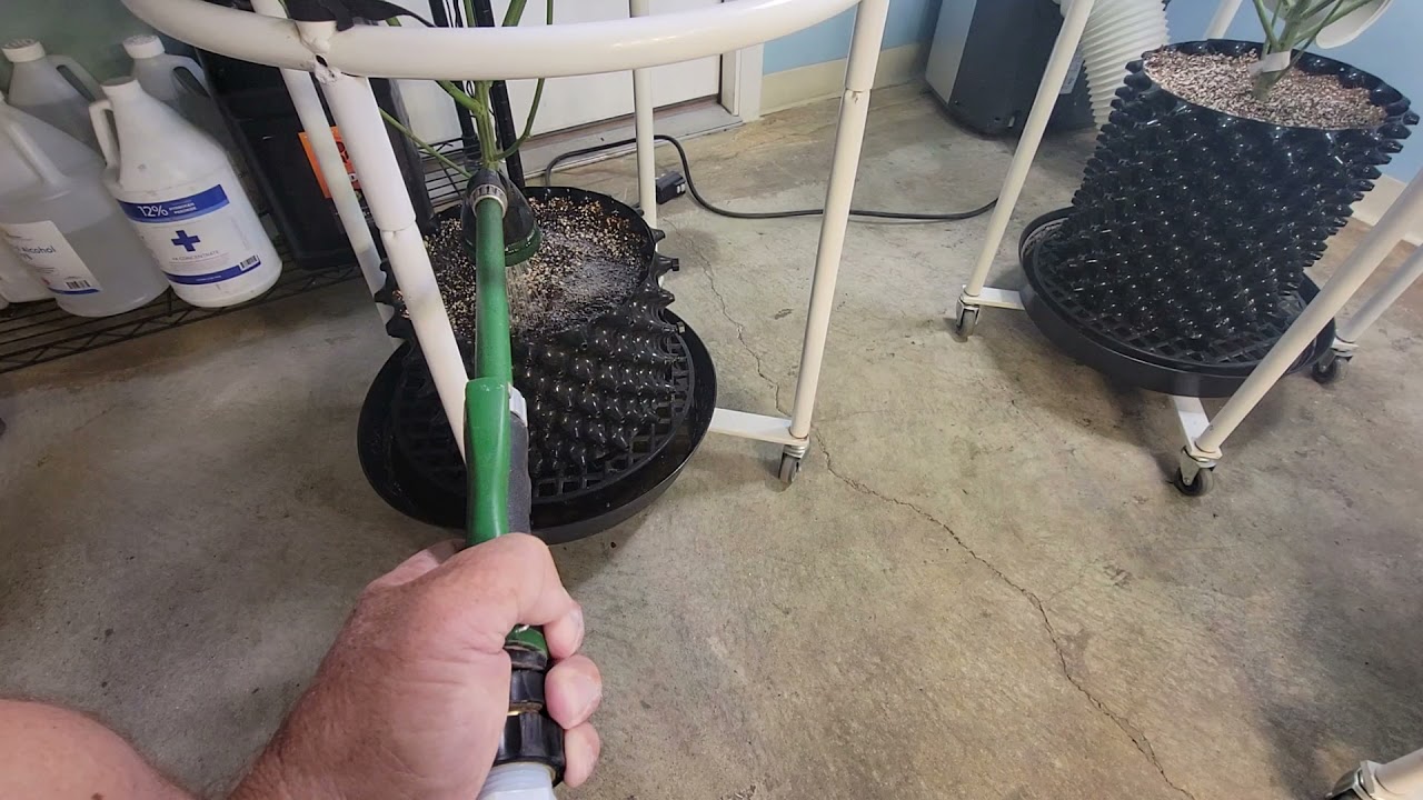 How I feed in Flower
