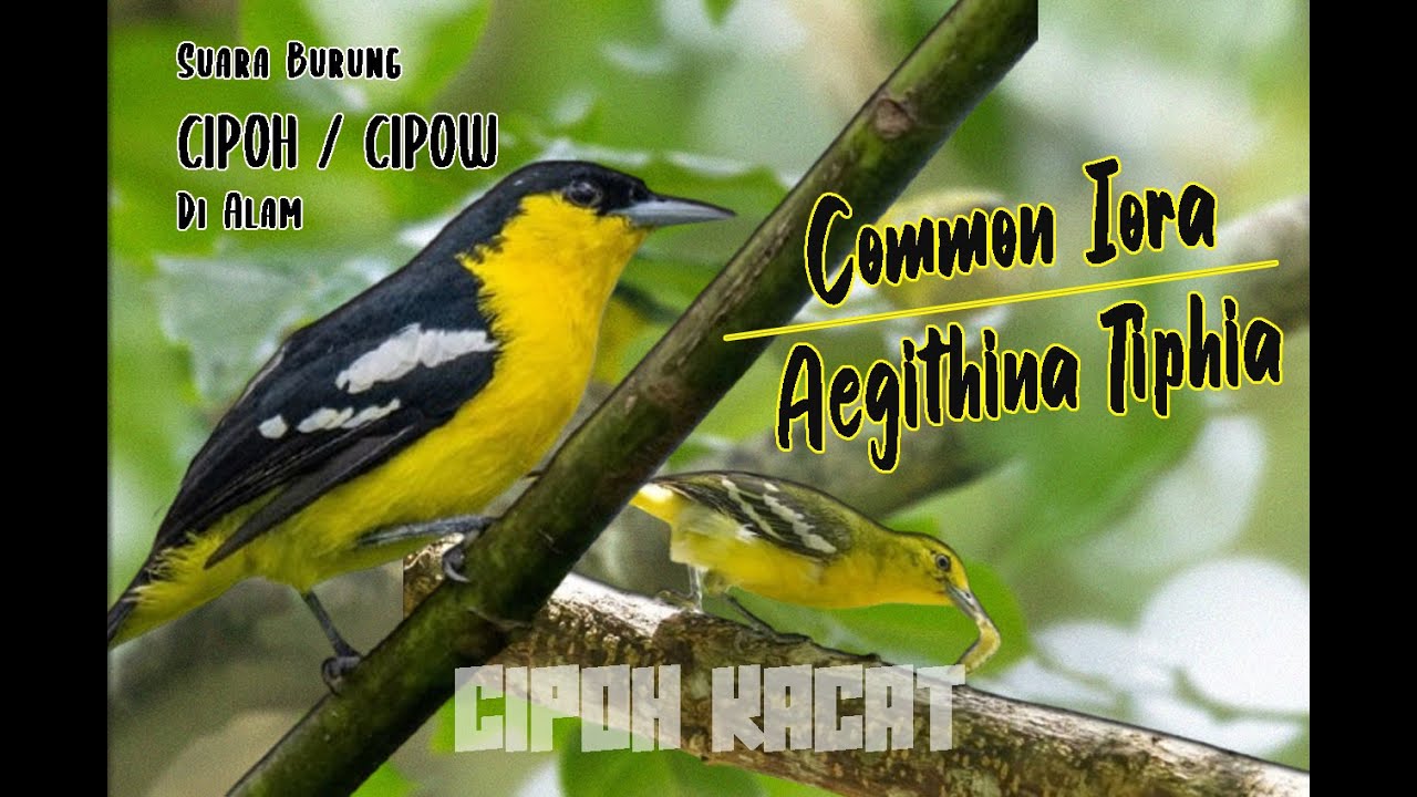GURU VOCAL ASIA | CIPOH KACAT / COMMON IORA | Aegithina Tiphia