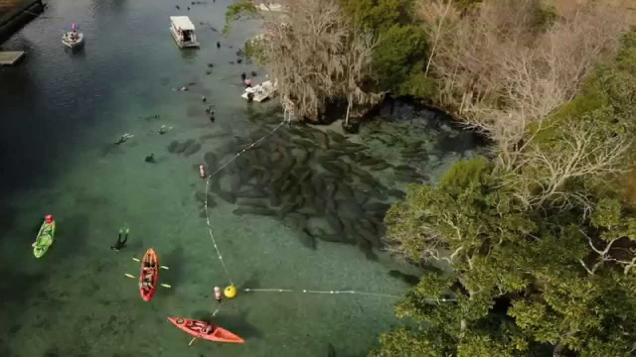 Conservation Connect Series:  West Indian Manatee