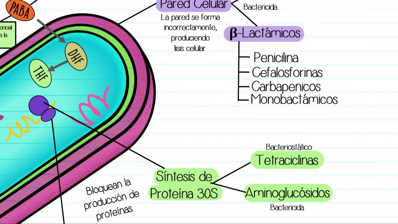 Grupos de antibióticos según su sitio de acción
