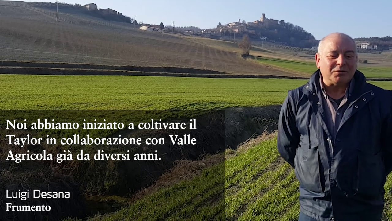 Yara - Valle Agricola: come migliorare qualit&agrave; e resa dei frumenti di forza