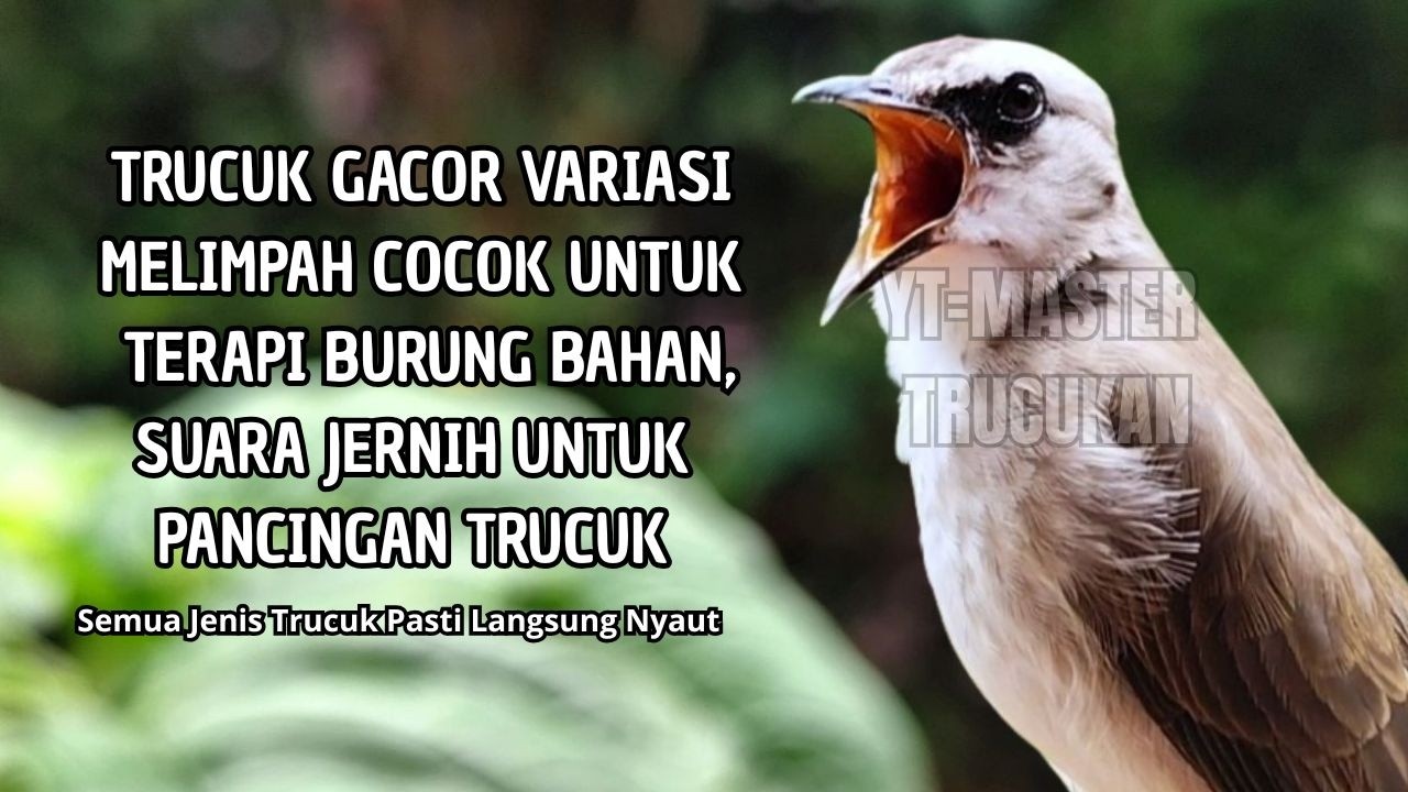 Trucukan GACOR ngalas ROPEL PANJANG suara alam AMPUH buat pancingan jadikan trucuk Gacor GARUDA