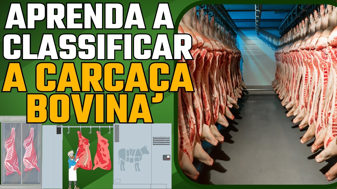 Aprendendo a Classificar a carcaça bovina !!