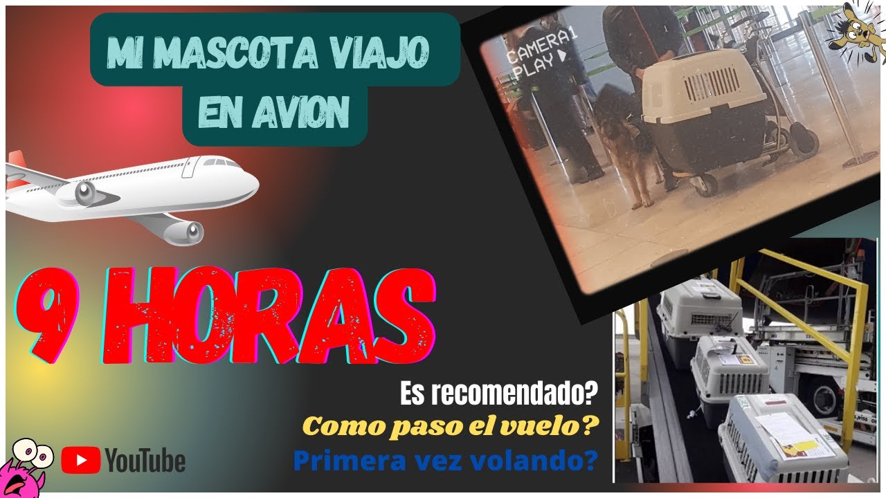 Viaje con un Perro GRANDE en avión (9 HORAS)✈️🐶