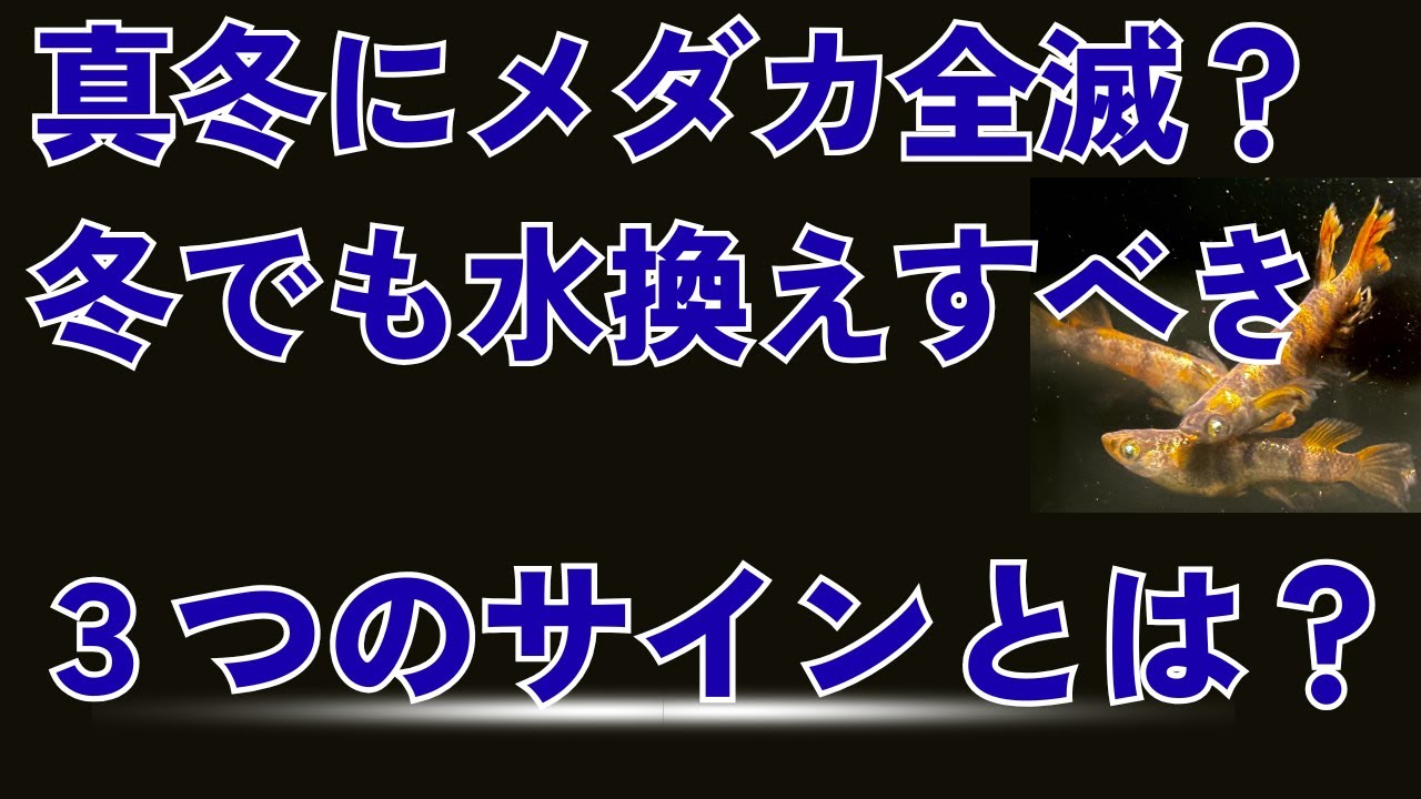 冬にメダカ全滅！真冬でもすぐに水換えすべき3つのサイン