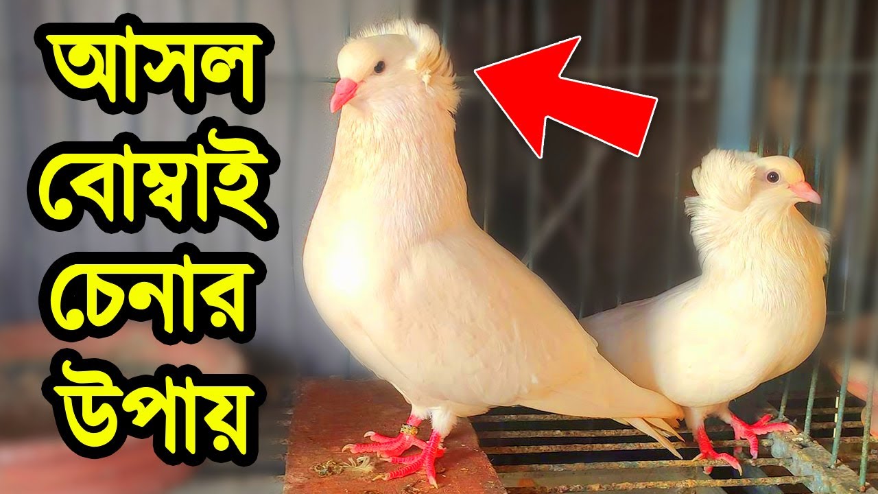 আসল বোম্বাই কবুতর চেনার উপায় | বোম্বাই কবুতরের দাম ও সেরা জাত জানুন | Indian Bombai/Bombay Pigeon