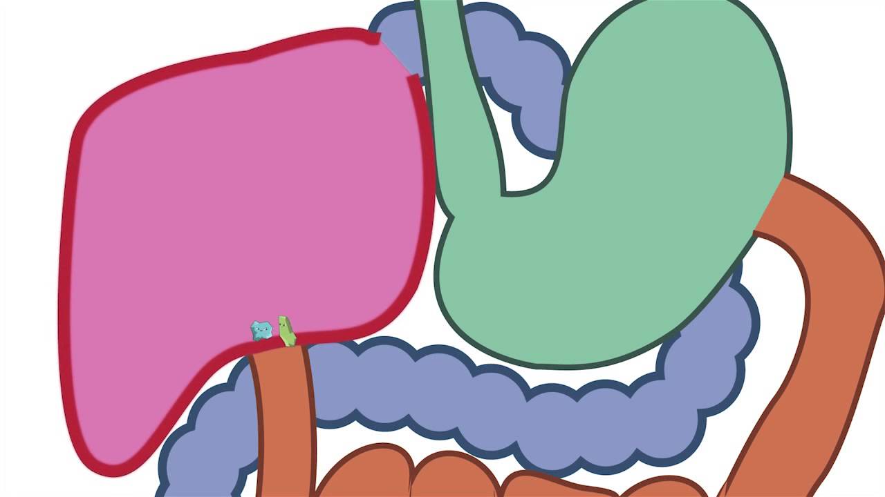 WonderGrove: What Does Sugar Do to Your Body?