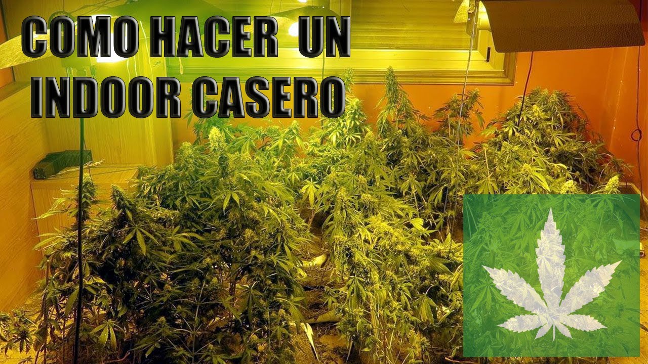Como Hacer Un Indoor Casero Para Marihuana | Cultivar Marihuana En Interior