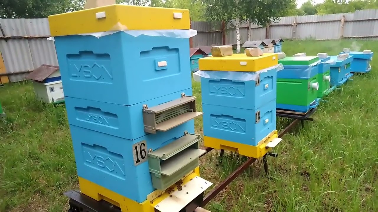 Матки карника австрийка и бакфаст для теста!!!