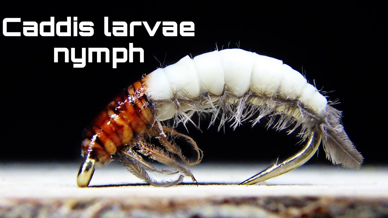 Fly tying CADDIS LARVAE NYMPH by Jorge G