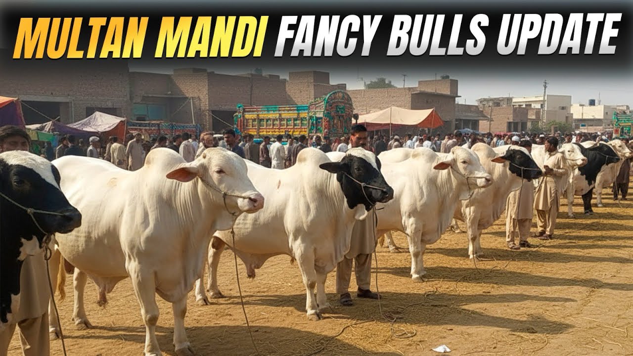Multan Mandi Fancy bulls Update 23 November 
