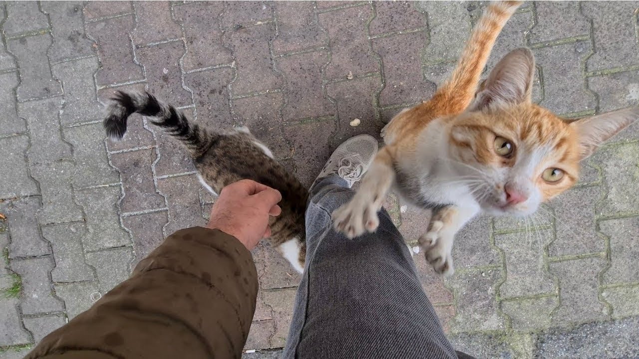 You&rsquo;ve Never Seen Street Cats This Friendly Before