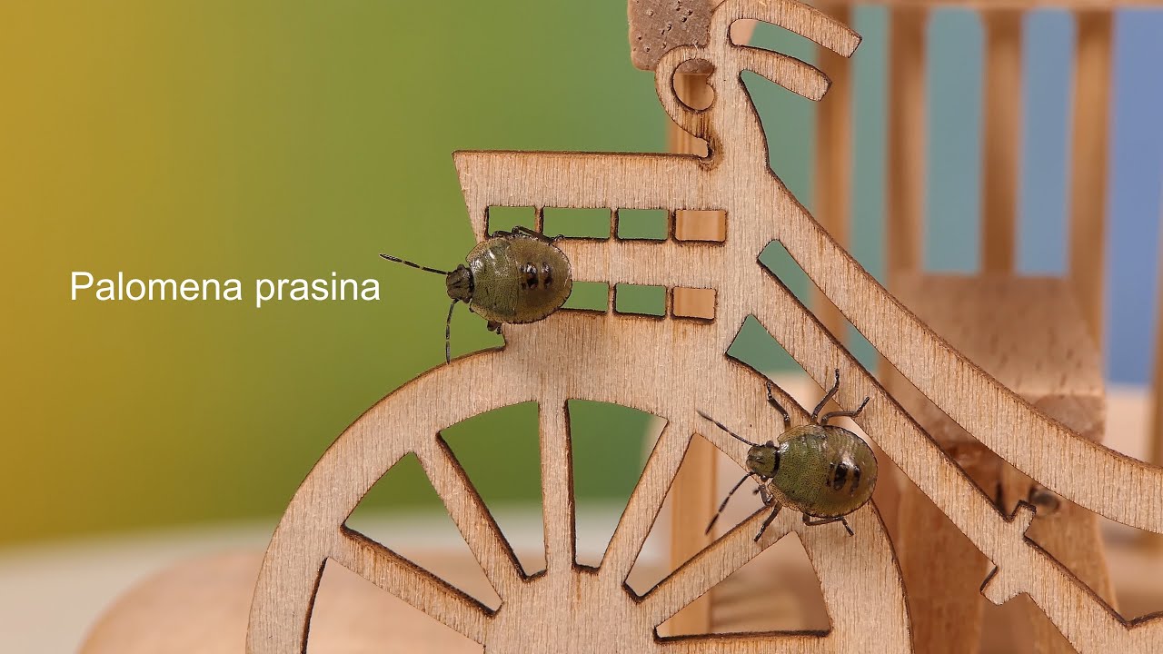 MACRO / Lumix DMC-FZ2000 / FZ2500 / Opteka 10x Achromat / Palomena prasina / Gemeiner Grünling / 4K
