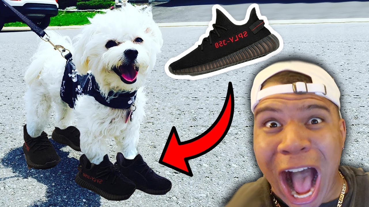 I BOUGHT MY PUPPY YEEZYS!! ($3,000 SUPER RARE SHOES)