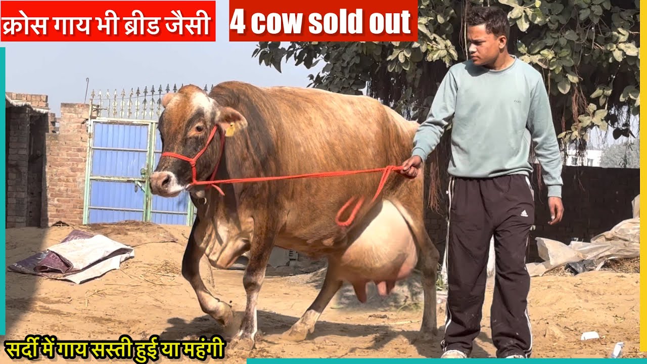 इतने बड़े अडर की गाय किस रेट में मिलेंगी,जानते हैं आज का ताज़ा रेट #rajusirsa 