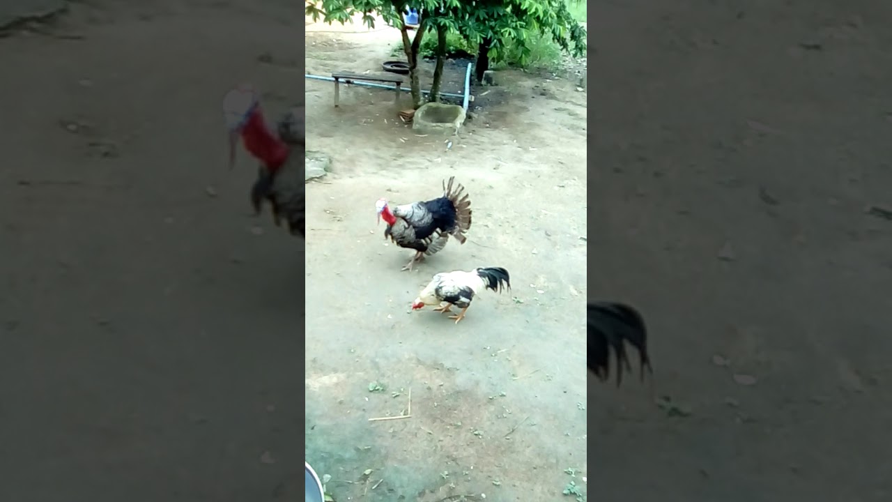 Galo VC peru