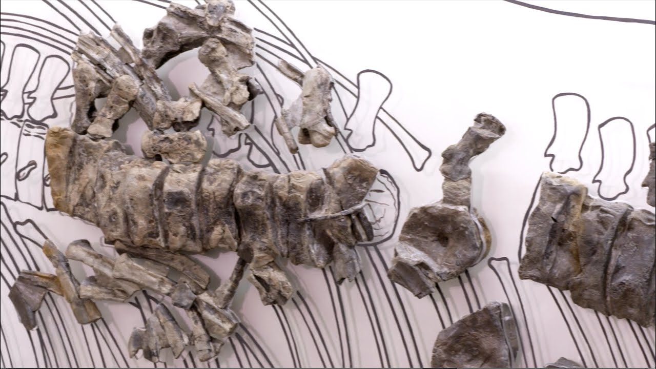 Vom Auftauchen bis zur Diversifizierung des Meeresumwelt (Buchenstein Formation)