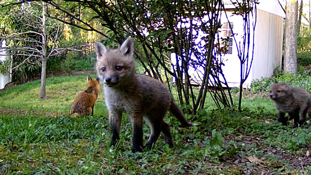 Baby Foxes 3: Lights! Camera! Pounce!