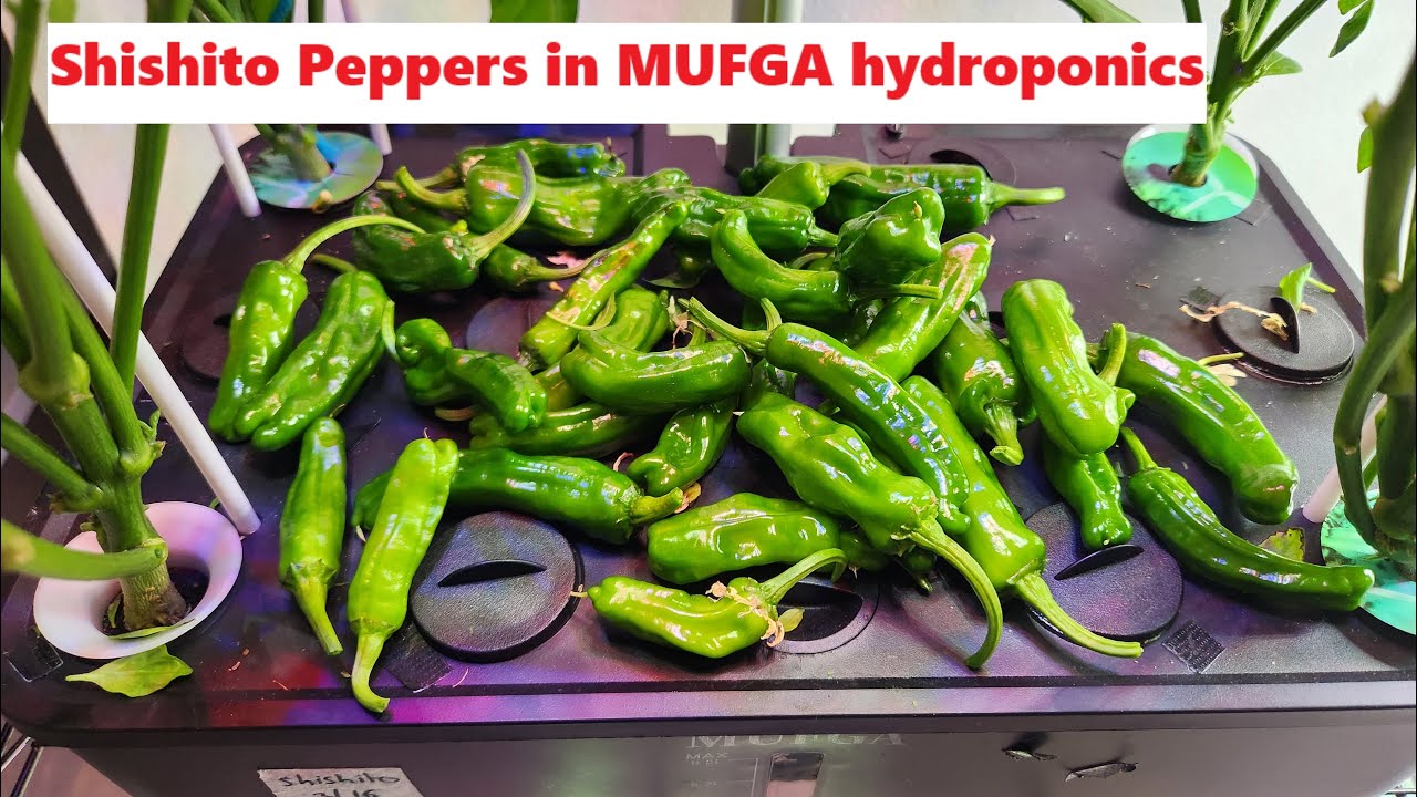 Shishito Peppers growing in Mufga Hydroponics System - 4 plants  | Indoor Hydroponics Gardening