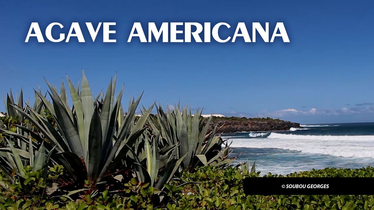 Agave Américana  Chocas Agavacéaes.