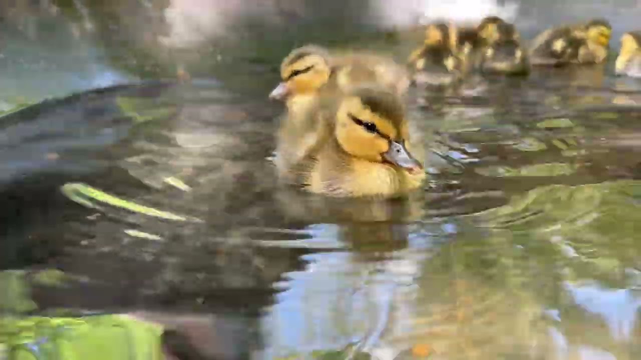 The Growth Story of Wild Duck