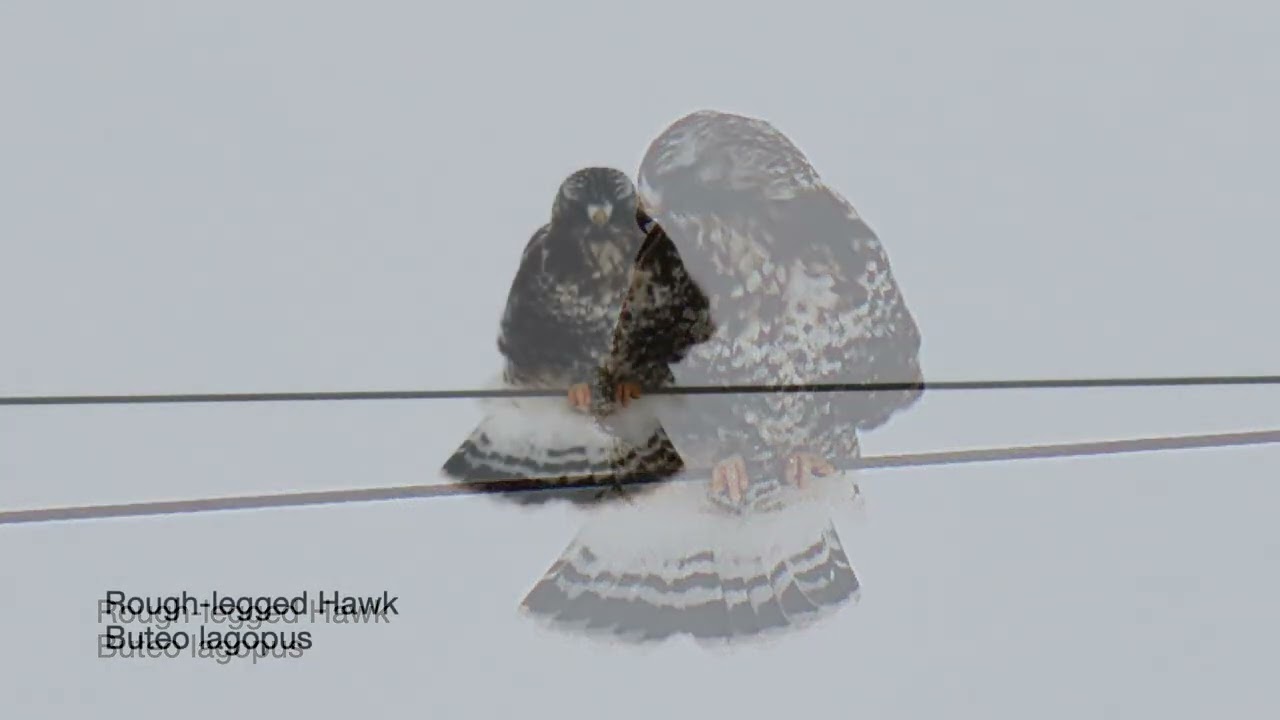 Rough-legged Hawk Buteo lagopus Montezuma, New York 1/27/2026.