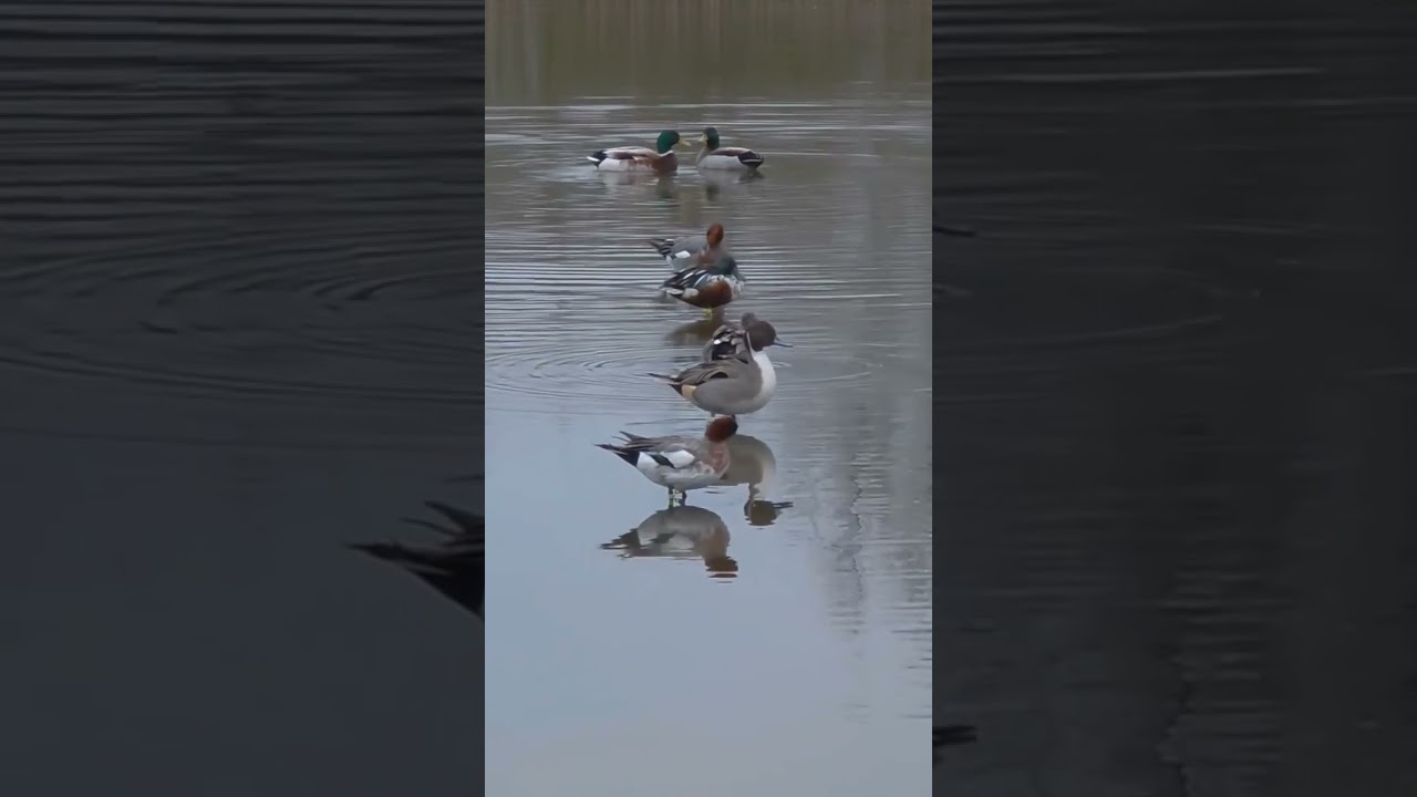 Mix ducks call sound #mallard #pintail #wigeon #shoveler #teal #shorts #shortvideo