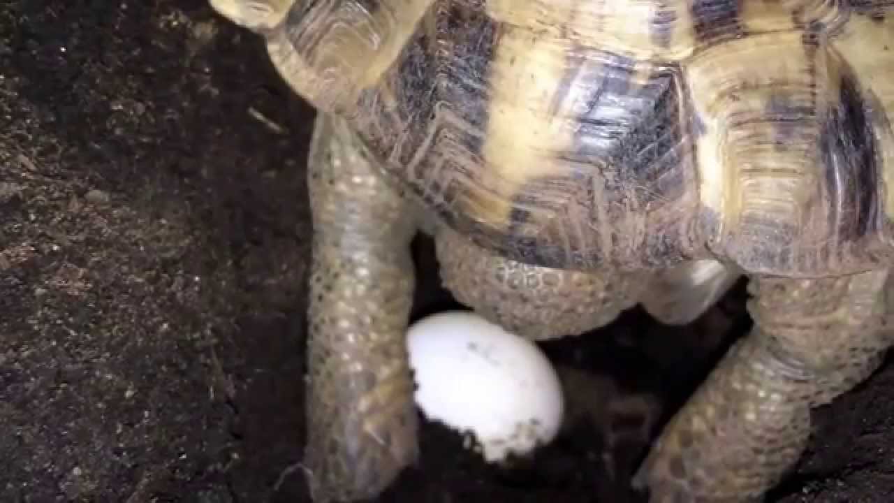 Greek Tortoise (testudo graeca graeca) laying eggs.