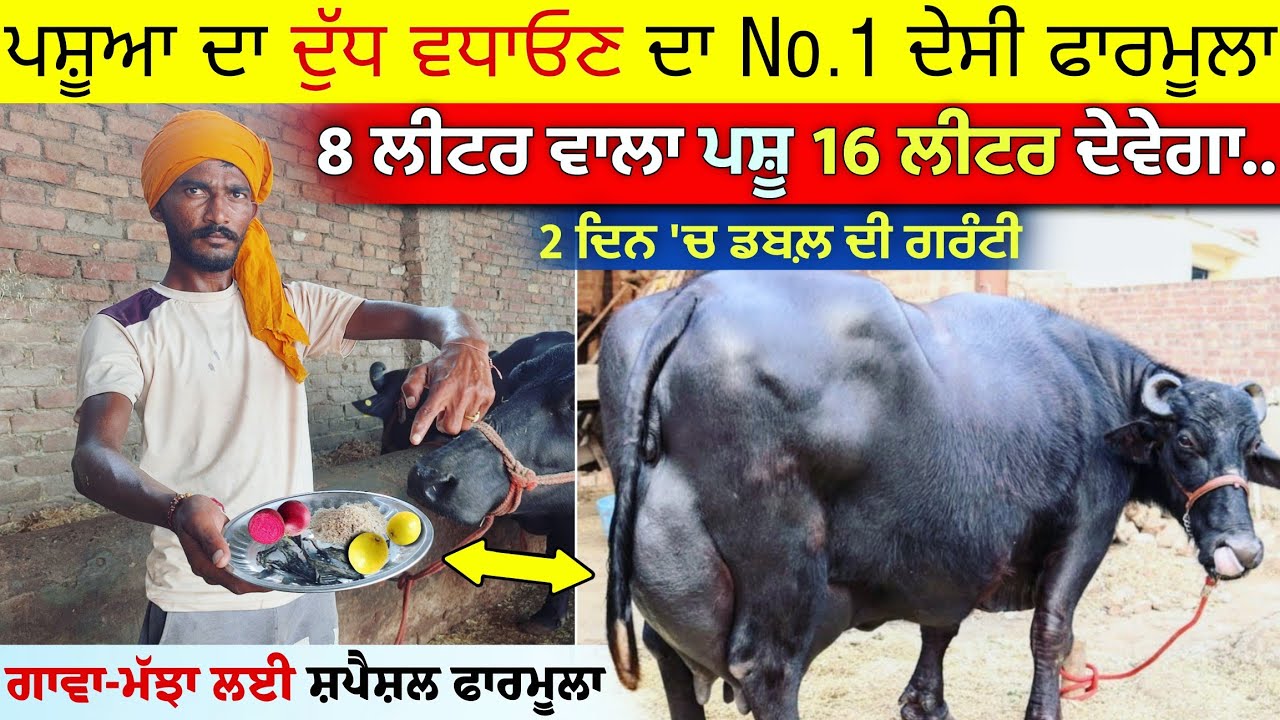 ਬਿਨਾ ਕਿਸੇ ਦਵਾਈ ਤੋ ਸਿਰਫ 2 ਦਿਨਾਂ 'ਚ ਦੁੱਧ ਹੋਵੇਗਾ ਡਬਲ਼ • Dudh badhane ka best formula