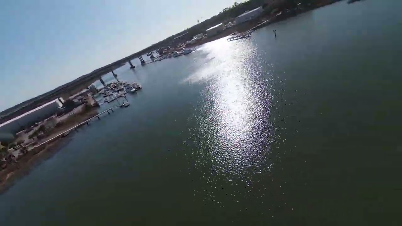 Dolphins