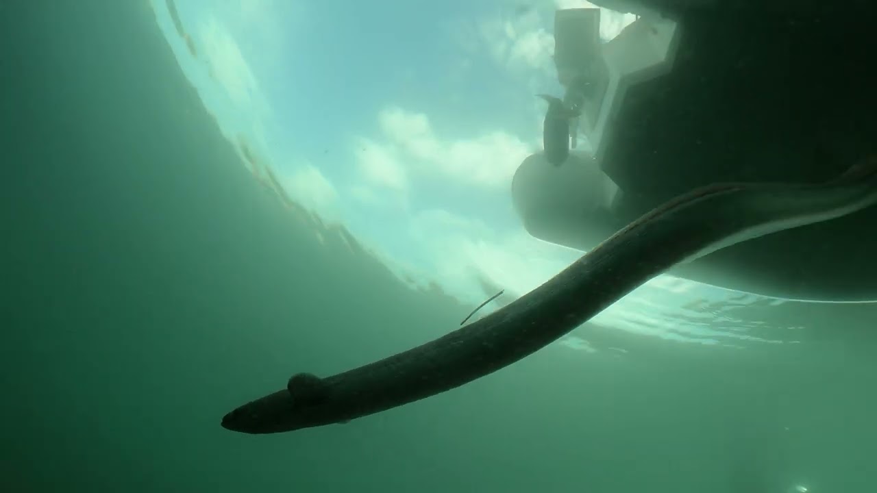 Suelta de anguilas en el Mar Menor - enero de 2026 (WWF y ANSE)