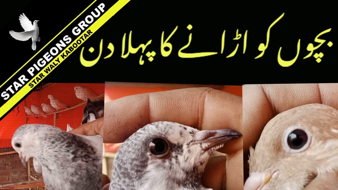 Kabootar Ke Bacchon Ko Train Karna | Kabootar Bazi | Star Walay Kabootar | Star Pigeons Group - URDU