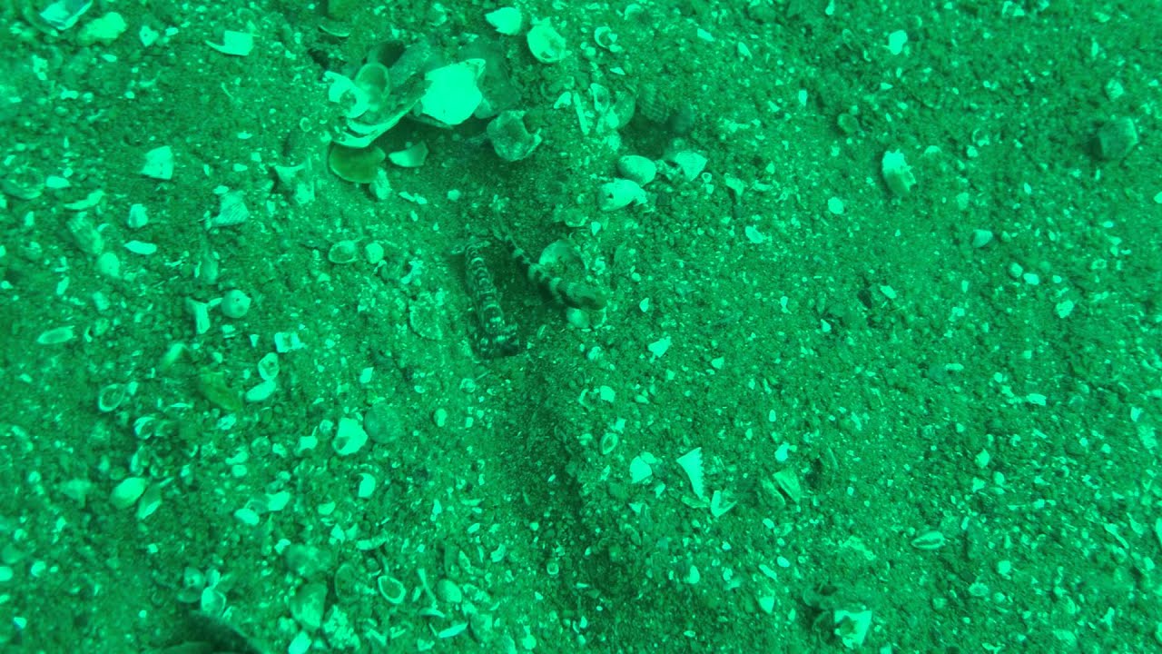 P1060336gobyshrimp makinghome.MP4