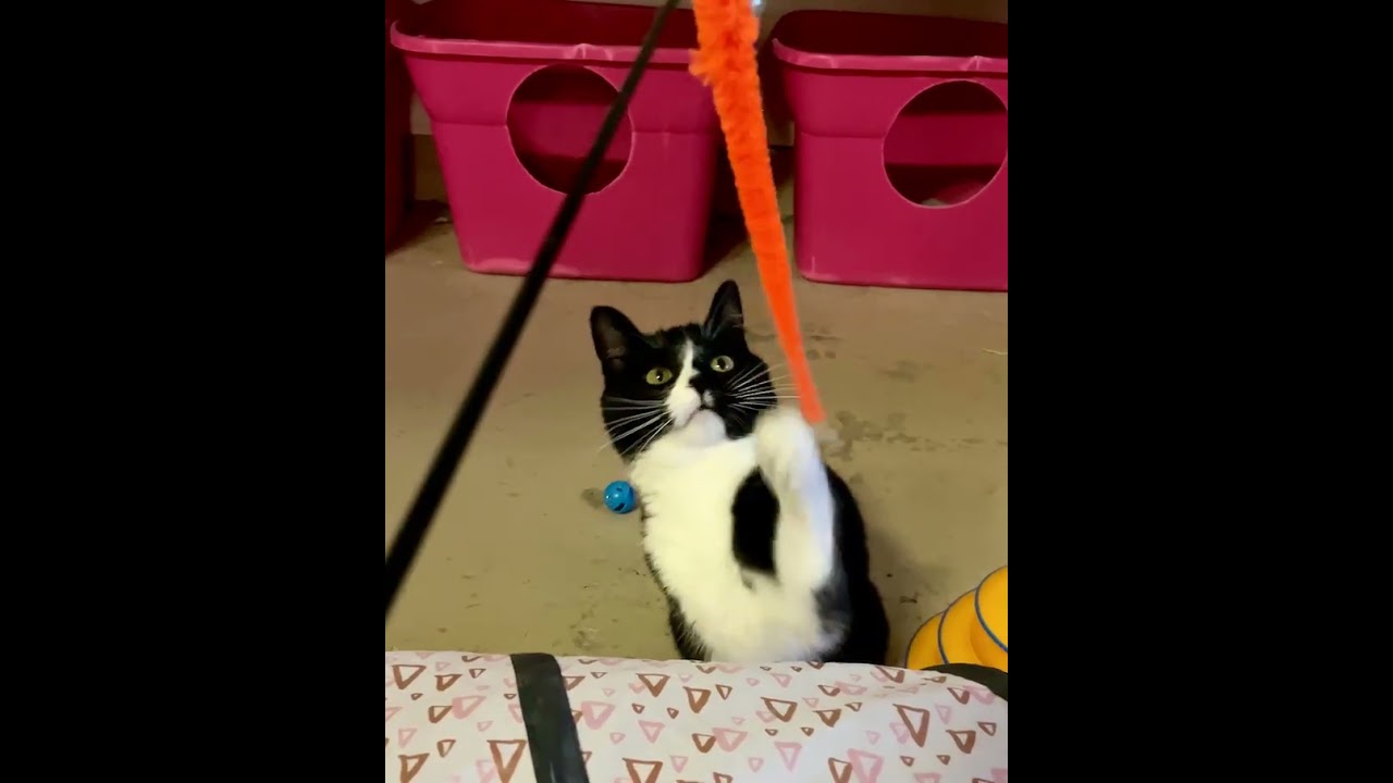 Video of adoptable pet named Pansy