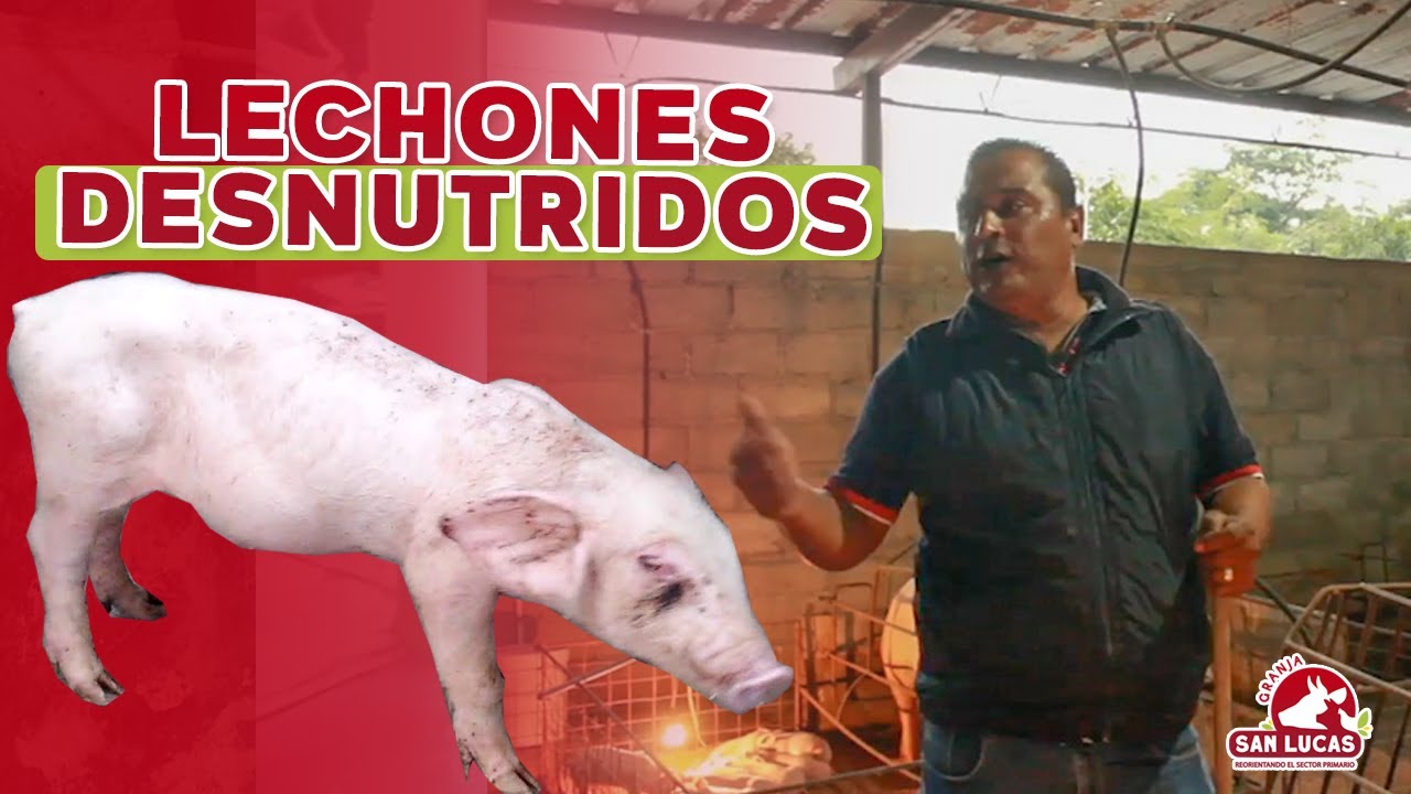 ¿Por qué mis lechones salieron desnutridos? | Granja San Lucas