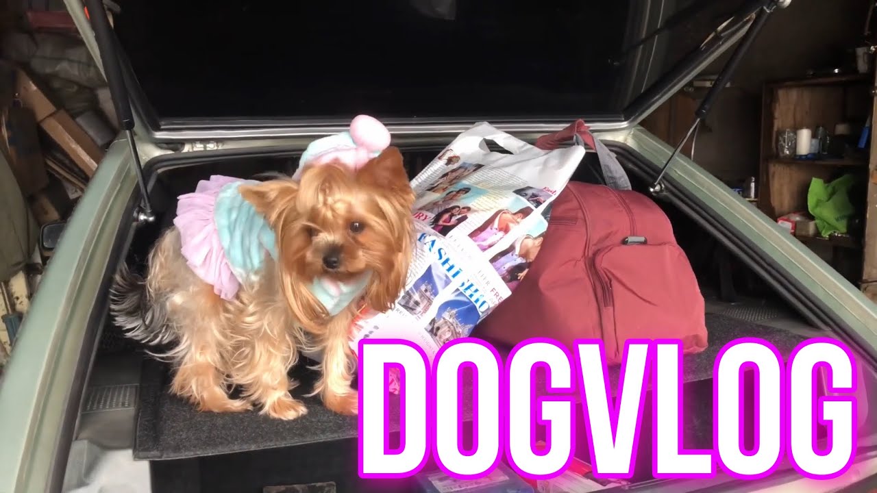 DogVlog: собираю Еву в поездку, прогулка