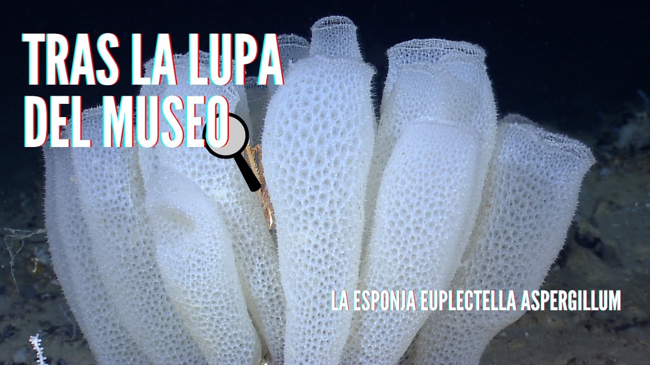 Tras la Lupa del Museo -  La esponja 𝑬𝒖𝒑𝒍𝒆𝒄𝒕𝒆𝒍𝒍𝒂 𝒂𝒔𝒑𝒆𝒓𝒈𝒊𝒍𝒍𝒖𝒎 🧽🌊