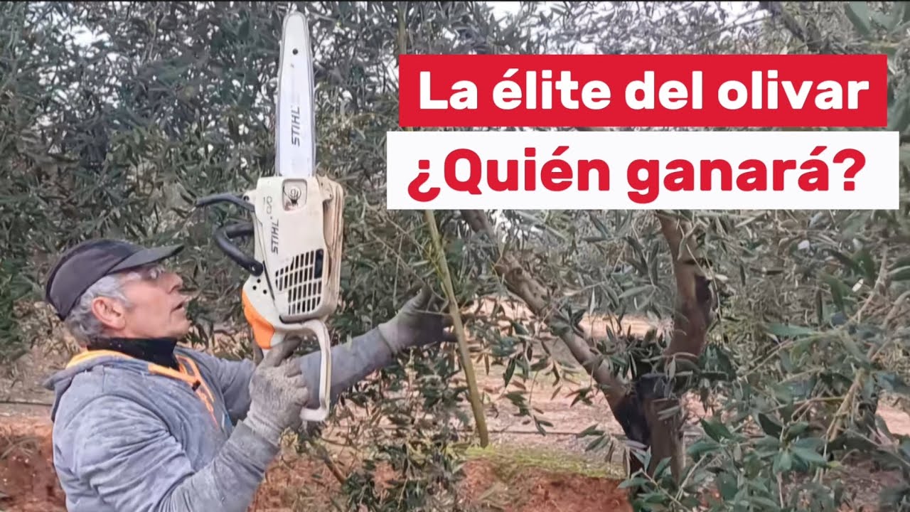 🔝💪Los mejores cortadores de olivos de España cara a cara