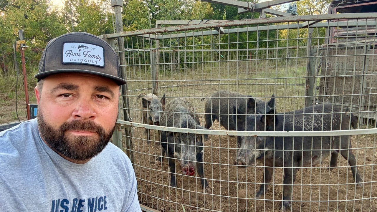 Did We Just Catch 40 Wild Pigs?