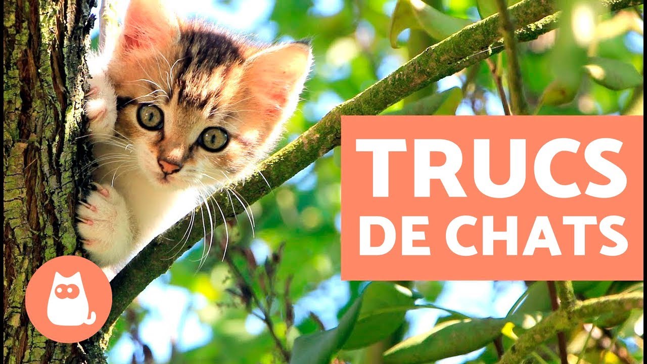10 CHOSES QUE LES CHATS AIMENT FAIRE