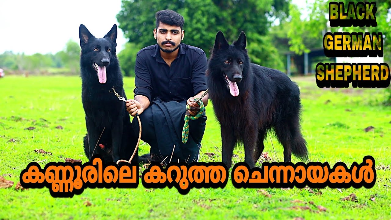ഇരുട്ടിന്റെ കൂട്ടുകാർ 😈| BLACK GERMAN SHEPHERD DOG| KANNUR |KERALA | #blackgsd #blackdog #doglover