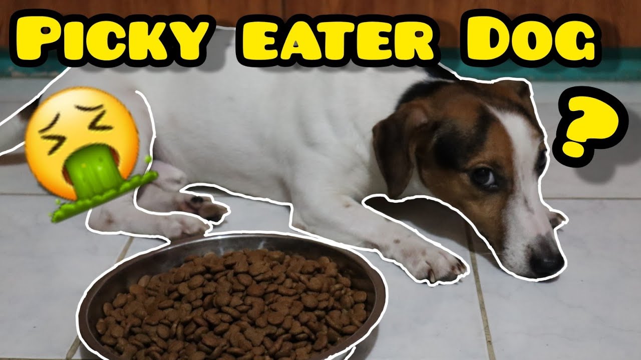 PICKY EATER DOGS (TAGALOG)