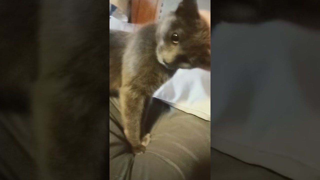 kitty 