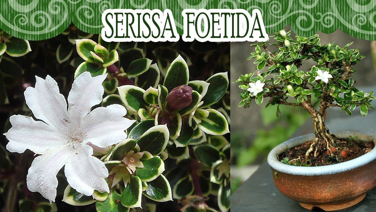 Planta Serissa Foetida | Canal da Re