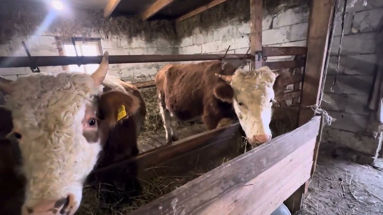 8 ноября 2024 г.