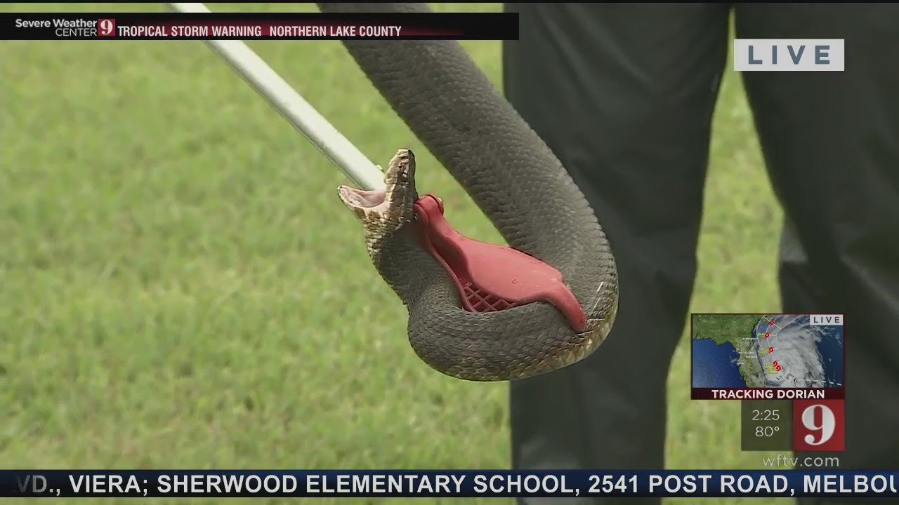 VIDEO: Water moccasin caught outside Seminole Co. home ahead of Dorian