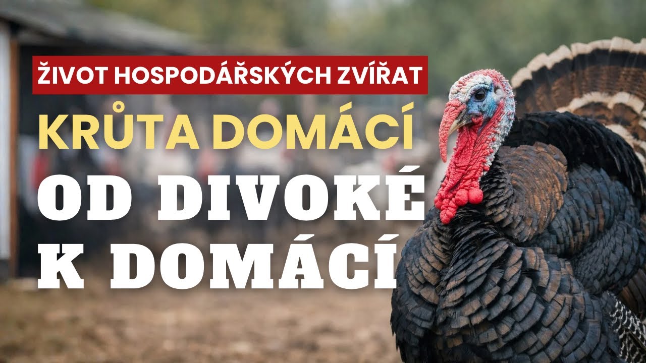 Krůta domácí: Od Mezoameriky k evropským dvorům